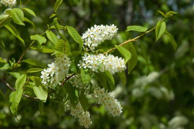 Bahar peyzaj, kuş kiraz çiçekleri. çiçekli kuş kiraz ağacı. mavi gökyüzü önünde kuş kiraz Şubesi. Kopya alanı