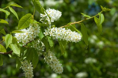 Bahar peyzaj, kuş kiraz çiçekleri. çiçekli kuş kiraz ağacı. mavi gökyüzü önünde kuş kiraz Şubesi. Kopya alanı