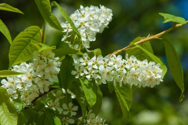 Bahar peyzaj, kuş kiraz çiçekleri. çiçekli kuş kiraz ağacı. mavi gökyüzü önünde kuş kiraz Şubesi. Kopya alanı