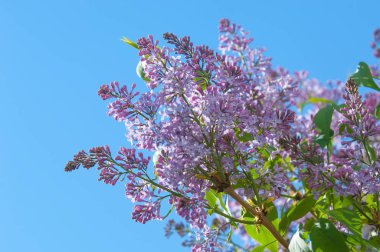 Doku, desen, arka plan. Eflatun çiçekler. bir soluk pembemsi-menekşe rengi. Mor ya da beyaz güzel kokulu çiçekler ile büyük bahçe Funda.