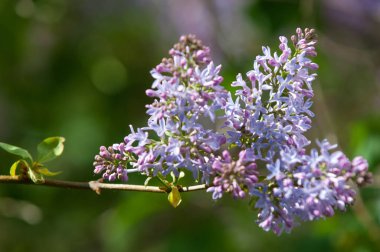 Doku, desen, arka plan. Eflatun çiçekler. bir soluk pembemsi-menekşe rengi. Mor ya da beyaz güzel kokulu çiçekler ile büyük bahçe Funda.