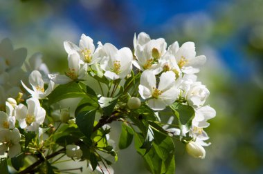 Elma ağaçları çiçek. genellikle parlak renkli bir corolla (taç yaprakları tarafından çevrili üreme organları (stamens ve carpels) oluşan bir bitki, tohum taşıyan parçası)