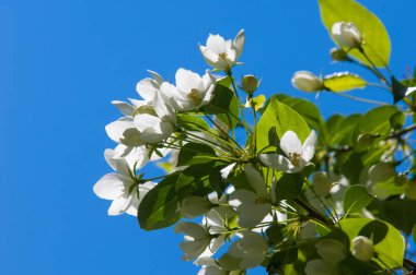Elma ağaçları çiçek. genellikle parlak renkli bir corolla (taç yaprakları tarafından çevrili üreme organları (stamens ve carpels) oluşan bir bitki, tohum taşıyan parçası)