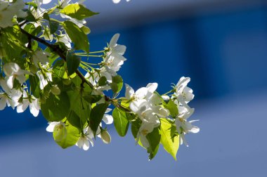 Elma ağaçları çiçek. genellikle parlak renkli bir corolla (taç yaprakları tarafından çevrili üreme organları (stamens ve carpels) oluşan bir bitki, tohum taşıyan parçası)
