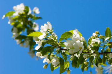Elma ağaçları çiçek. genellikle parlak renkli bir corolla (taç yaprakları tarafından çevrili üreme organları (stamens ve carpels) oluşan bir bitki, tohum taşıyan parçası)