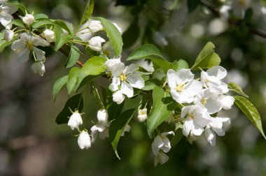 Elma ağaçları çiçek. genellikle parlak renkli bir corolla (taç yaprakları tarafından çevrili üreme organları (stamens ve carpels) oluşan bir bitki, tohum taşıyan parçası)
