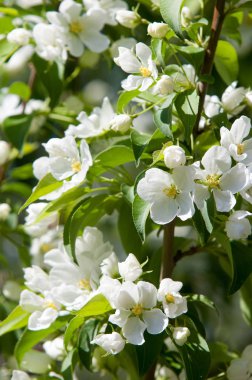 Elma ağaçları çiçek. genellikle parlak renkli bir corolla (taç yaprakları tarafından çevrili üreme organları (stamens ve carpels) oluşan bir bitki, tohum taşıyan parçası)