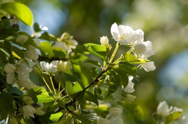 Elma ağaçları çiçek. genellikle parlak renkli bir corolla (taç yaprakları tarafından çevrili üreme organları (stamens ve carpels) oluşan bir bitki, tohum taşıyan parçası)