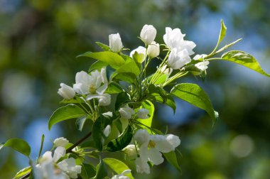 Elma ağaçları çiçek. genellikle parlak renkli bir corolla (taç yaprakları tarafından çevrili üreme organları (stamens ve carpels) oluşan bir bitki, tohum taşıyan parçası)