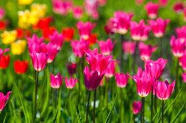 Çiçekler, laleler, lale renkli çiçek bahar bahar. Soğanlı bitki ailesinin. Melanthiaceae kapaklar gibi şeklinde büyük çiçekli.