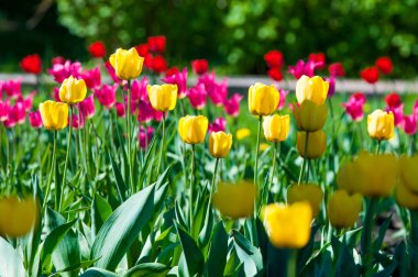 Çiçekler, laleler, lale renkli çiçek bahar bahar. Soğanlı bitki ailesinin. Melanthiaceae kapaklar gibi şeklinde büyük çiçekli.