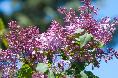 Doku, desen, arka plan. Eflatun çiçekler. bir soluk pembemsi-menekşe rengi. Mor ya da beyaz güzel kokulu çiçekler ile büyük bahçe Funda.