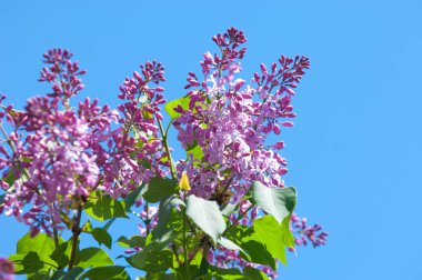 Doku, desen, arka plan. Eflatun çiçekler. bir soluk pembemsi-menekşe rengi. Mor ya da beyaz güzel kokulu çiçekler ile büyük bahçe Funda.