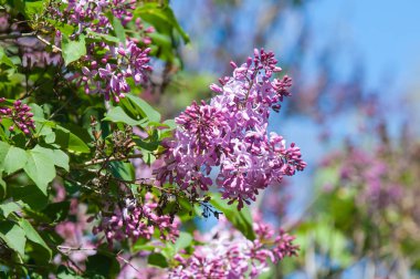 Doku, desen, arka plan. Eflatun çiçekler. bir soluk pembemsi-menekşe rengi. Mor ya da beyaz güzel kokulu çiçekler ile büyük bahçe Funda.
