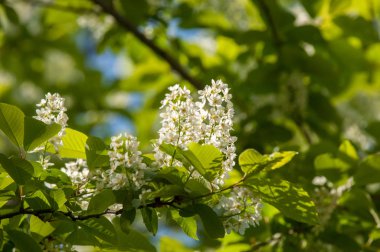Bahar çiçek, kuş kiraz. Beyaz kokulu çiçekleri toplanan bir fırça ve siyah meyveleri olan bir ağaç. bir küçük yabani kiraz ağaç ya da çalı, kuşlar tarafından yemiş acı siyah meyve ile.