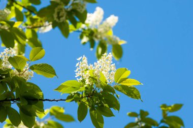 Bahar çiçek, kuş kiraz. Beyaz kokulu çiçekleri toplanan bir fırça ve siyah meyveleri olan bir ağaç. bir küçük yabani kiraz ağaç ya da çalı, kuşlar tarafından yemiş acı siyah meyve ile.