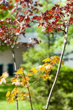 Acer rubrum kırmızı akçaağaç, bataklık, su veya yumuşak akçaağaç, olarak da bilinen Doğu ve Orta Kuzey Amerika'nın en yaygın ve yaygın yaprak döken ağaçlar biridir.