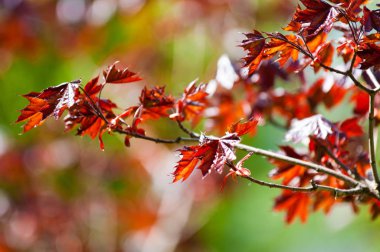 Acer rubrum kırmızı akçaağaç, bataklık, su veya yumuşak akçaağaç, olarak da bilinen Doğu ve Orta Kuzey Amerika'nın en yaygın ve yaygın yaprak döken ağaçlar biridir.
