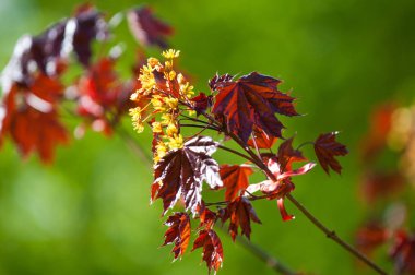 Acer rubrum kırmızı akçaağaç, bataklık, su veya yumuşak akçaağaç, olarak da bilinen Doğu ve Orta Kuzey Amerika'nın en yaygın ve yaygın yaprak döken ağaçlar biridir.