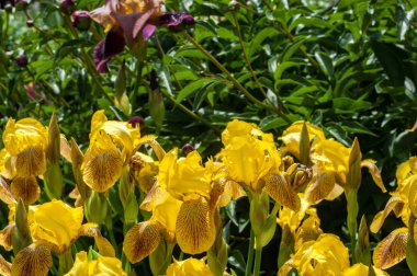 Iris bir yaklaşık 260-300, tür gösterişli çiçekli çiçekli bitki cinsidir. Yunanca kelime adını Yunan tanrıçası Iris gökkuşağının adıdır aynı zamanda bir gökkuşağı için alır.