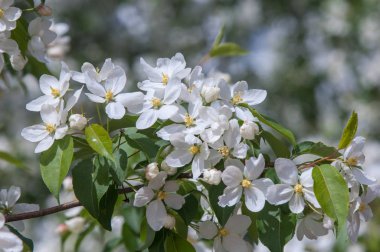 Elma ağaçları çiçek. genellikle parlak renkli bir corolla (taç yaprakları tarafından çevrili üreme organları (stamens ve carpels) oluşan bir bitki, tohum taşıyan parçası)