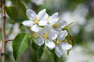 Elma ağaçları çiçek. genellikle parlak renkli bir corolla (taç yaprakları tarafından çevrili üreme organları (stamens ve carpels) oluşan bir bitki, tohum taşıyan parçası)