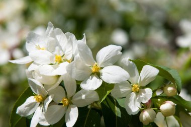 Elma ağaçları çiçek. genellikle parlak renkli bir corolla (taç yaprakları tarafından çevrili üreme organları (stamens ve carpels) oluşan bir bitki, tohum taşıyan parçası)