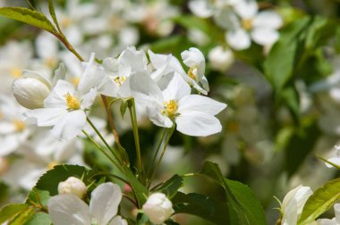 Elma ağaçları çiçek. genellikle parlak renkli bir corolla (taç yaprakları tarafından çevrili üreme organları (stamens ve carpels) oluşan bir bitki, tohum taşıyan parçası)