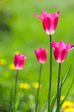 Bahar peyzaj, lale flowerbed şehir içinde. Lale doğa arka planda. Güzel bahar çiçekleri yeşil flowerbed bir şehir parkı üzerinde closeup. Bokeh bahar arka plan çiçeklerle.