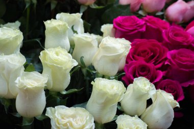 Bir buket gül fotoğraf. Bir dikenli çalı veya genellikle kırmızı, pembe, sarı veya beyaz güzel kokulu çiçekler, kuzey ılıman bölgelere yerli ayılar çalı. 