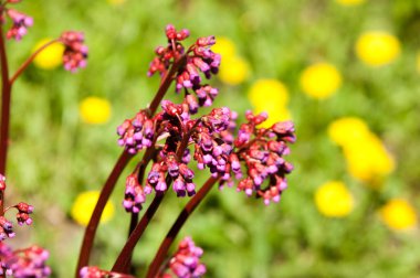 Bergenia saxifrage, filin kulağı fil kulaklı. Bergenia cordifolia Bergenia crassifolia ya da mor çiçekler açan badan. Kalp yapraklı 