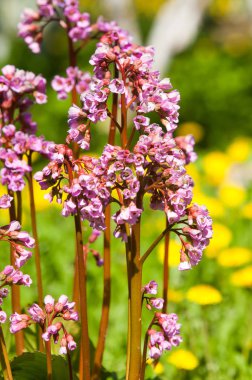 Bergenia saxifrage, filin kulağı fil kulaklı. Bergenia cordifolia Bergenia crassifolia ya da mor çiçekler açan badan. Kalp yapraklı 