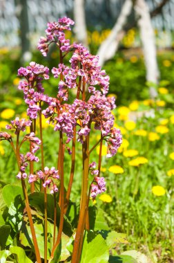 Bergenia saxifrage, filin kulağı fil kulaklı. Bergenia cordifolia Bergenia crassifolia ya da mor çiçekler açan badan. Kalp yapraklı 