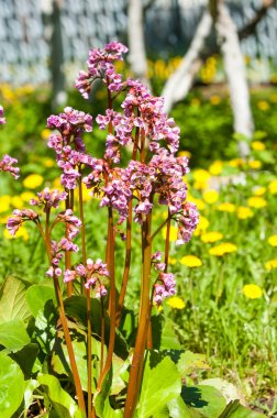 Bergenia saxifrage, filin kulağı fil kulaklı. Bergenia cordifolia Bergenia crassifolia ya da mor çiçekler açan badan. Kalp yapraklı 