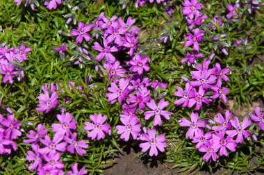 Cezayir menekşesi Latince: bağlama, femaleness için vincire. çiçekli bitkiler Apocynaceae ailesindeki cinsidir,