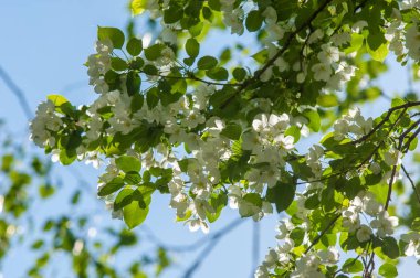 Bahar manzara, elma. Bahar çiçekleri. Bir arka plan doğa, bahar çiçekleri çiçek açması bir elma. Romantik zerafet Vintage Illustration yaprak ve çiçek bir elma ağacının ile