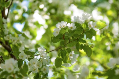 Bahar manzara, elma. Bahar çiçekleri. Bir arka plan doğa, bahar çiçekleri çiçek açması bir elma. Romantik zerafet Vintage Illustration yaprak ve çiçek bir elma ağacının ile