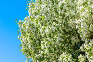 Bahar manzara, elma. Bahar çiçekleri. Bir arka plan doğa, bahar çiçekleri çiçek açması bir elma. Romantik zerafet Vintage Illustration yaprak ve çiçek bir elma ağacının ile