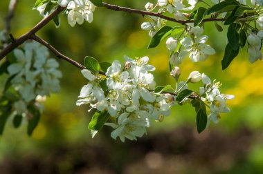 Bahar manzara, elma. Bahar çiçekleri. Bir arka plan doğa, bahar çiçekleri çiçek açması bir elma. Romantik zerafet Vintage Illustration yaprak ve çiçek bir elma ağacının ile