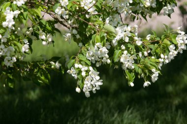 Bahar manzara, elma. Bahar çiçekleri. Bir arka plan doğa, bahar çiçekleri çiçek açması bir elma. Romantik zerafet Vintage Illustration yaprak ve çiçek bir elma ağacının ile