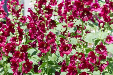 Ebegümeci çiçekler. kıllı kaynaklanıyor, pembe ya da mor çiçekler ve disk şeklinde meyve otsu bir bitki. Birkaç tür süsbitkileri yetiştirilen ve bazı yemeklik.