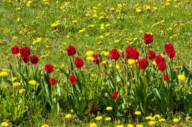 Çiçekler, bahar yatay. Lale. Lale güzel buket. renkli lale. lale bahar, renkli lale içinde. Çiçek Lale arka plan. Güzel bir renk laleler manzarası. 