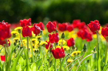Çiçekler, bahar yatay. Lale. Lale güzel buket. renkli lale. lale bahar, renkli lale içinde. Çiçek Lale arka plan. Güzel bir renk laleler manzarası. 