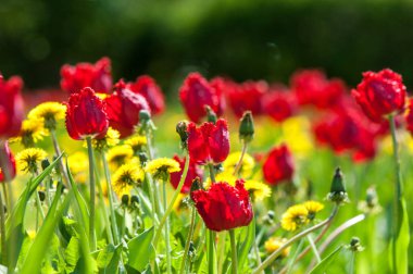 Çiçekler, bahar yatay. Lale. Lale güzel buket. renkli lale. lale bahar, renkli lale içinde. Çiçek Lale arka plan. Güzel bir renk laleler manzarası. 