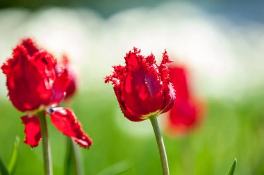 Çiçekler, bahar yatay. Lale. Lale güzel buket. renkli lale. lale bahar, renkli lale içinde. Çiçek Lale arka plan. Güzel bir renk laleler manzarası. 