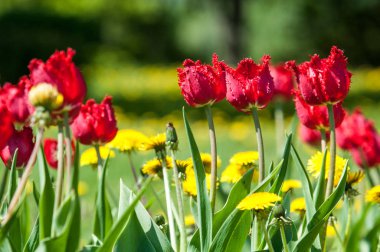 Çiçekler, bahar yatay. Lale. Lale güzel buket. renkli lale. lale bahar, renkli lale içinde. Çiçek Lale arka plan. Güzel bir renk laleler manzarası. 