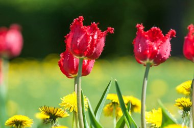 Çiçekler, bahar yatay. Lale. Lale güzel buket. renkli lale. lale bahar, renkli lale içinde. Çiçek Lale arka plan. Güzel bir renk laleler manzarası. 