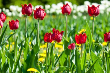Çiçekler, bahar yatay. Lale. Lale güzel buket. renkli lale. lale bahar, renkli lale içinde. Çiçek Lale arka plan. Güzel bir renk laleler manzarası. 