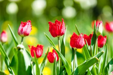 Çiçekler, bahar yatay. Lale. Lale güzel buket. renkli lale. lale bahar, renkli lale içinde. Çiçek Lale arka plan. Güzel bir renk laleler manzarası. 