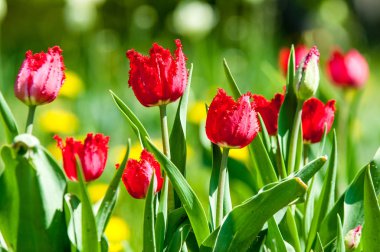 Çiçekler, bahar yatay. Lale. Lale güzel buket. renkli lale. lale bahar, renkli lale içinde. Çiçek Lale arka plan. Güzel bir renk laleler manzarası. 